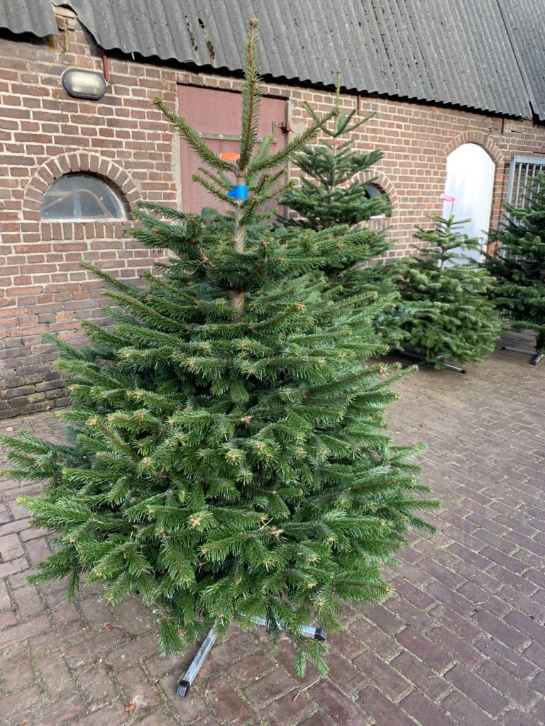 Nordmann bouwmarkt kwaliteit kerstboom 150175 cm Gooische Kerstbomen