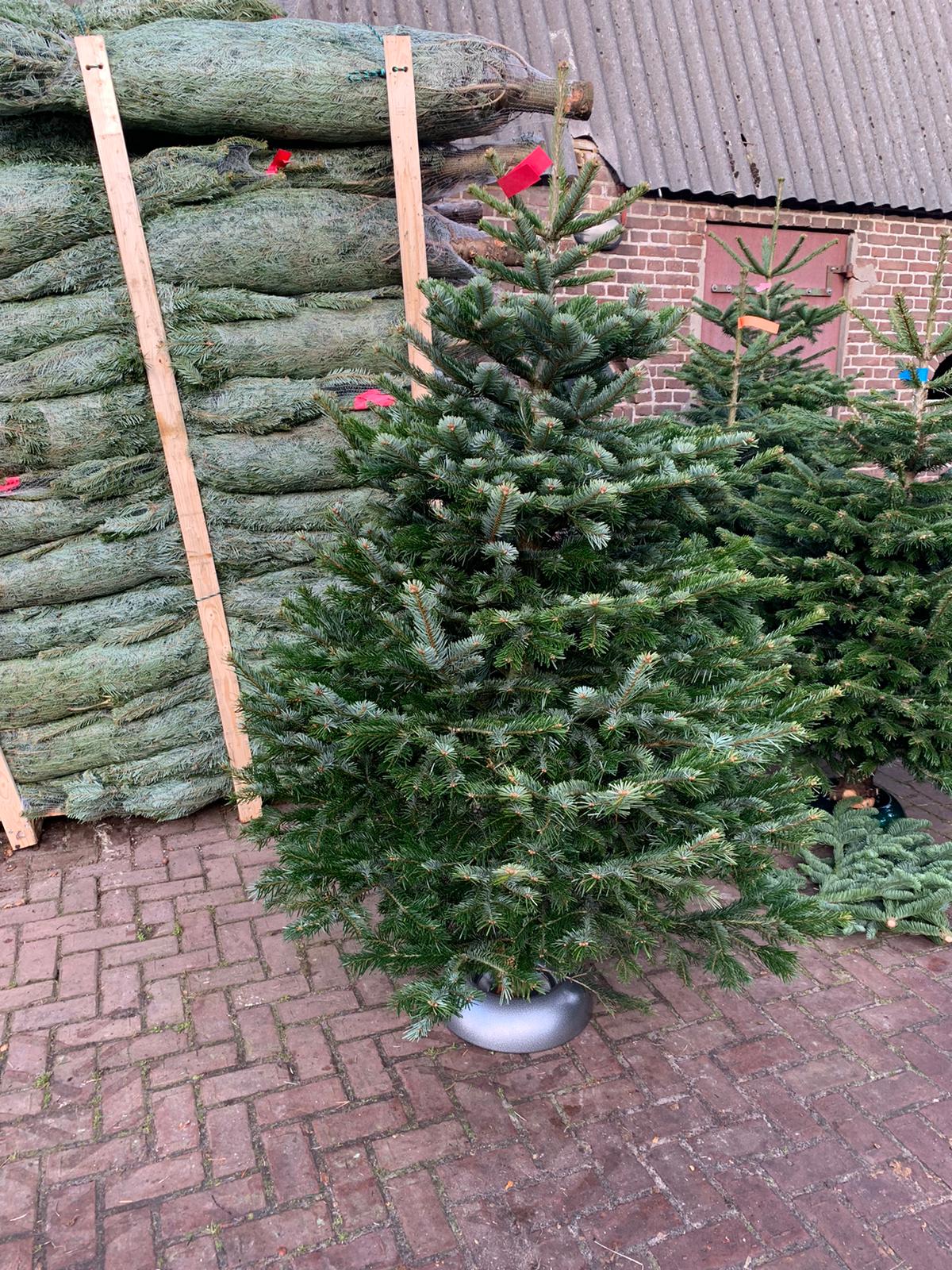 Nordmann A-excellent Kwaliteit Kerstboom - Gooische Kerstbomen