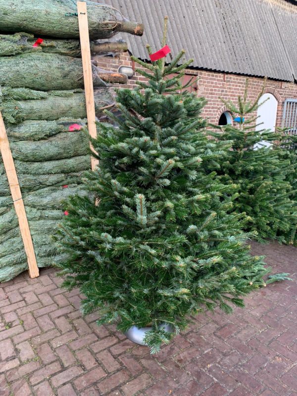 bedrijf globaal Oriënteren Nordmann a-excellent kwaliteit kerstboom - Gooische Kerstbomen